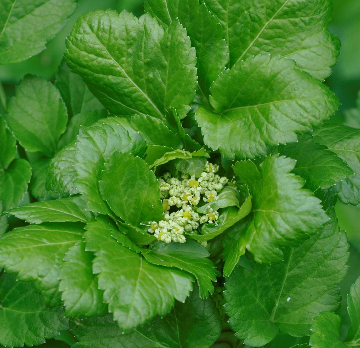 Image of Smyrnium olusatrum specimen.