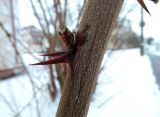 Robinia pseudoacacia. Ветка с шипами и натёком камеди у места слома. Беларусь, г. Гродно, ул. Подольная, в озеленении. 23.12.2018.