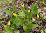 Cypripedium calceolus. Цветущие растения. Якутия, Алданский р-н, сев. окр. г. Алдана, тайга. 28.06.2016.