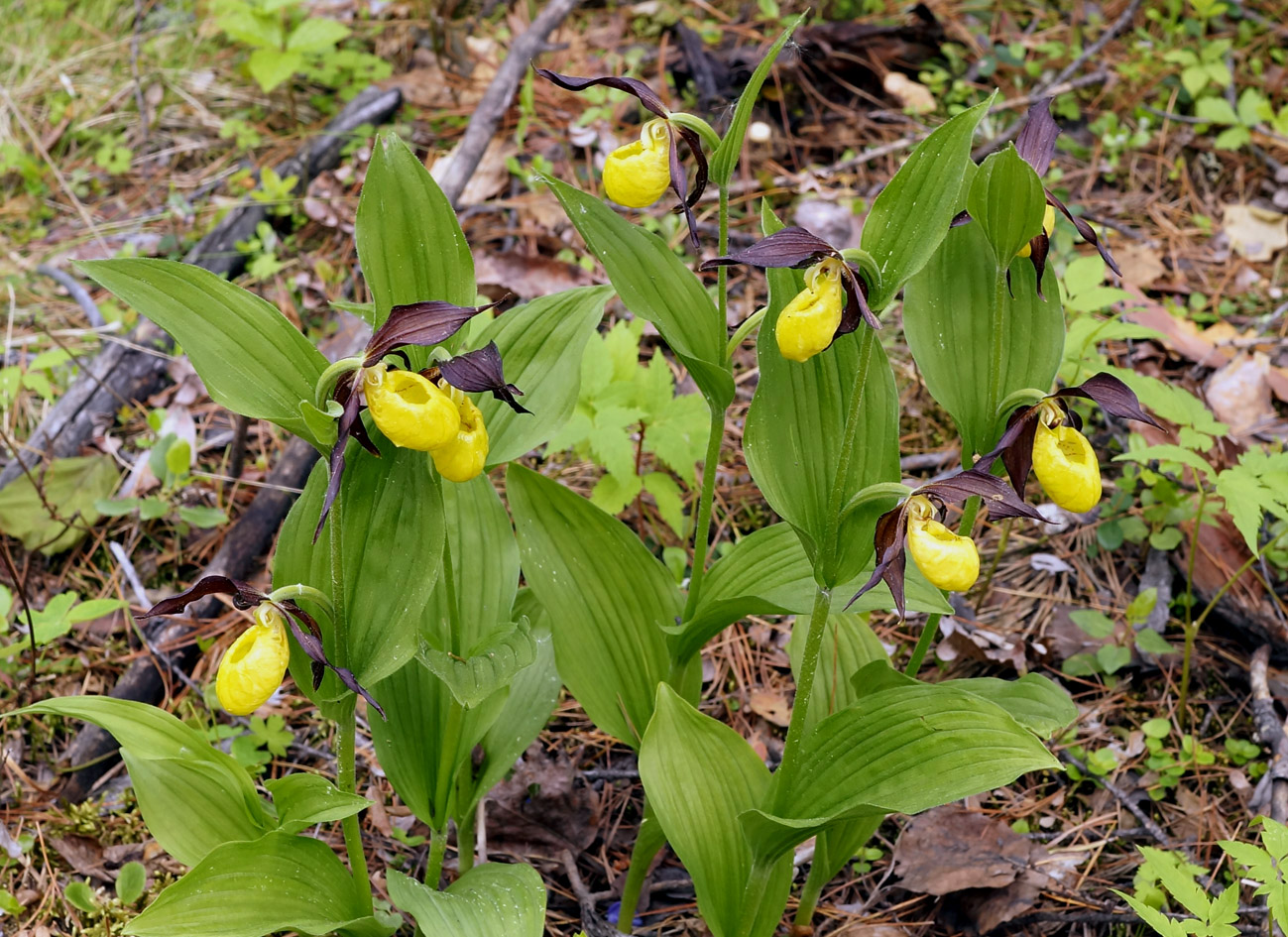 Изображение особи Cypripedium calceolus.