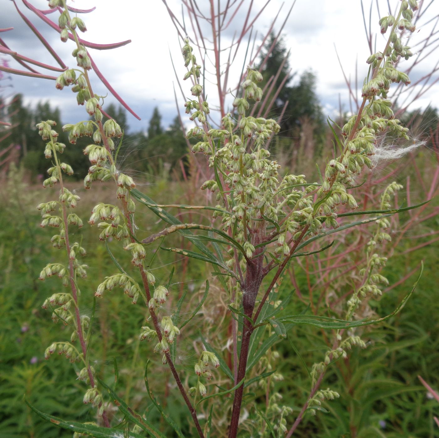 Изображение особи Artemisia vulgaris.