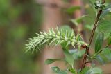Salix phylicifolia