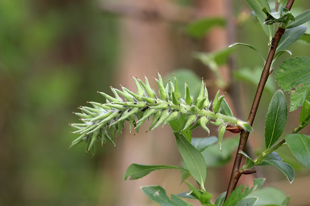 Image of Salix phylicifolia specimen.