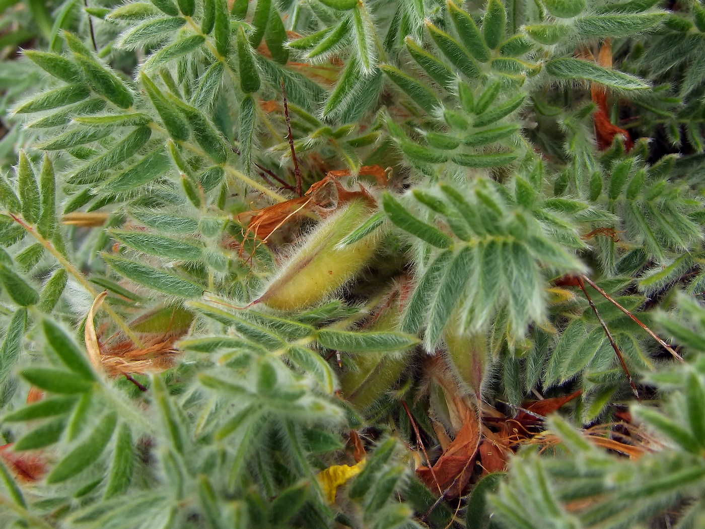 Image of Caragana jubata specimen.