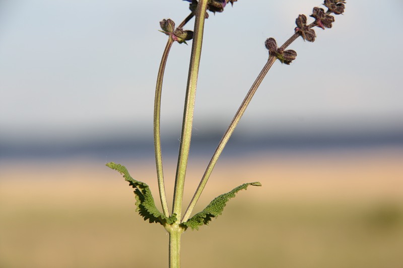 Image of genus Salvia specimen.