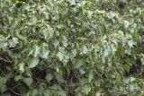 Hedera colchica