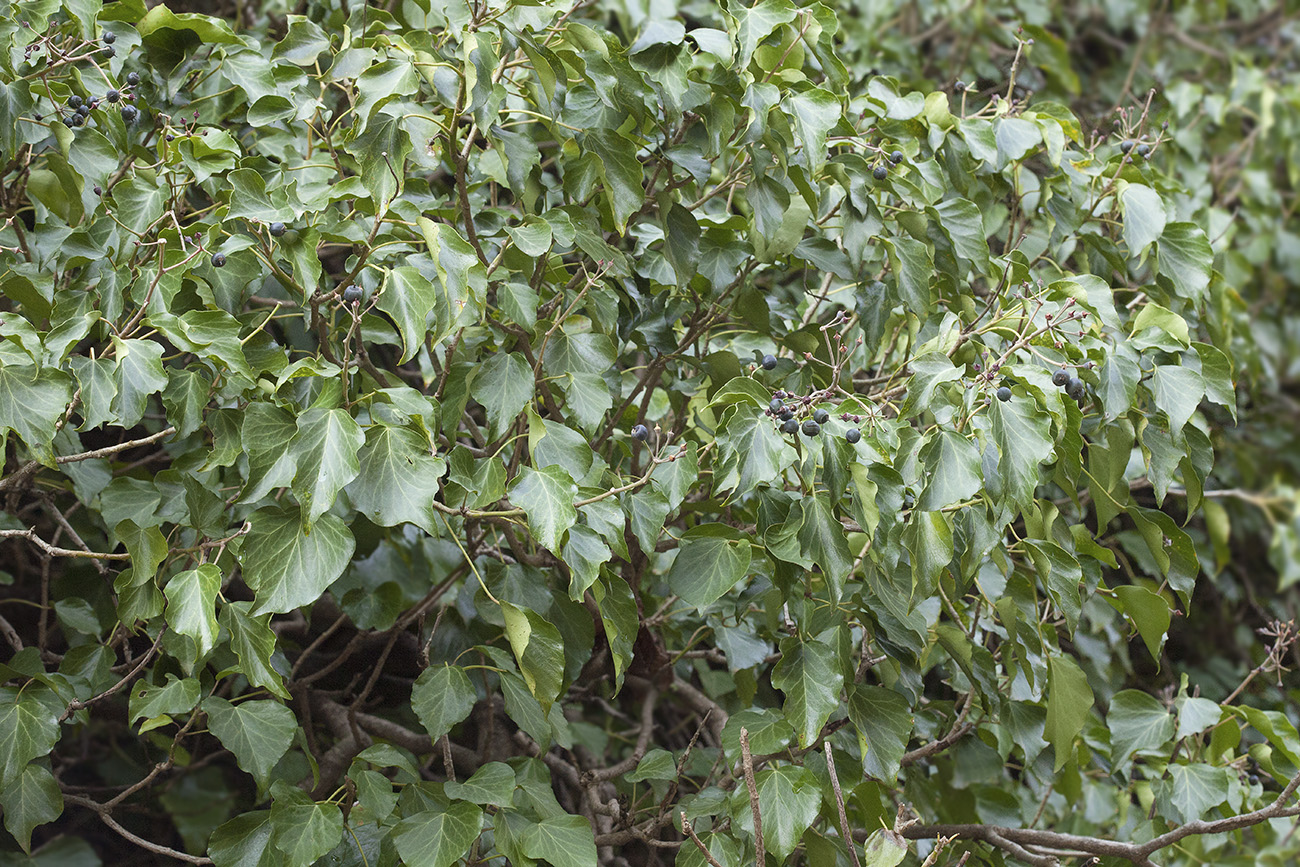 Image of Hedera colchica specimen.