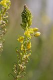 genus Bulbine. Верхушка соцветия. Испания, Каталония, г. Барселона, гора Монжуик, травянистый склон. 30.03.2019.