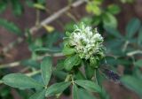 Chamaecytisus ruthenicus