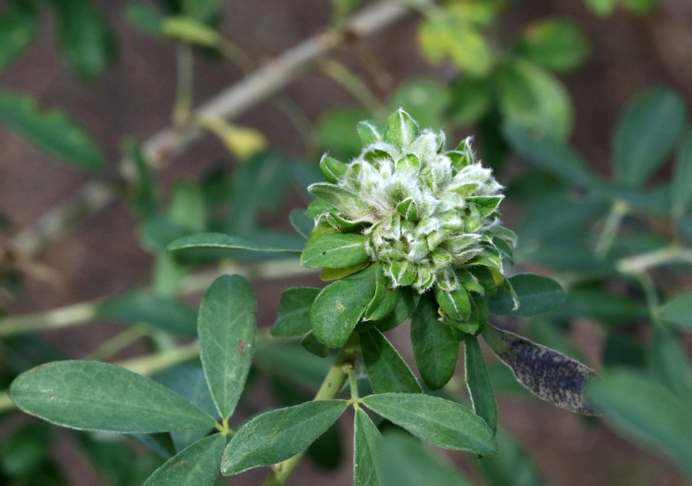 Изображение особи Chamaecytisus ruthenicus.