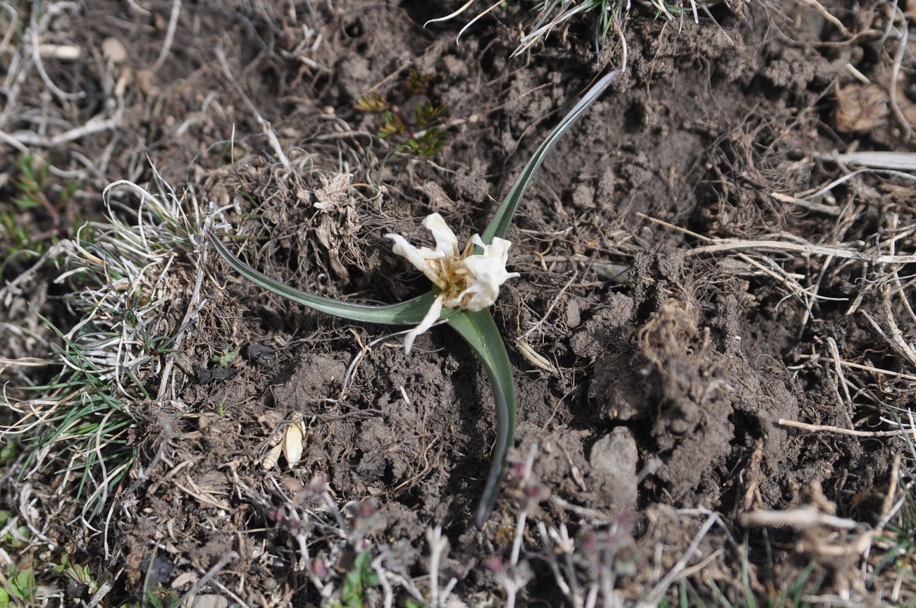 Изображение особи семейство Melanthiaceae.