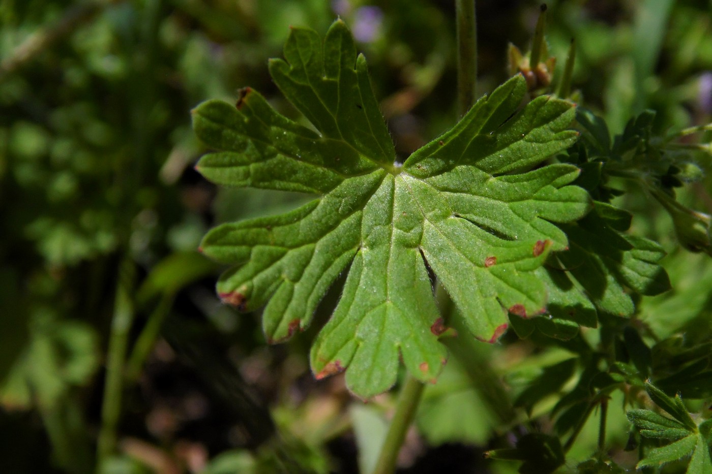 Изображение особи Geranium pusillum.