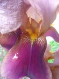 Iris × hybrida. Часть цветка. Тверская обл., г. Тверь, Заволжский р-н, клумба возле многоэтажки. 1 июня 2019 г.