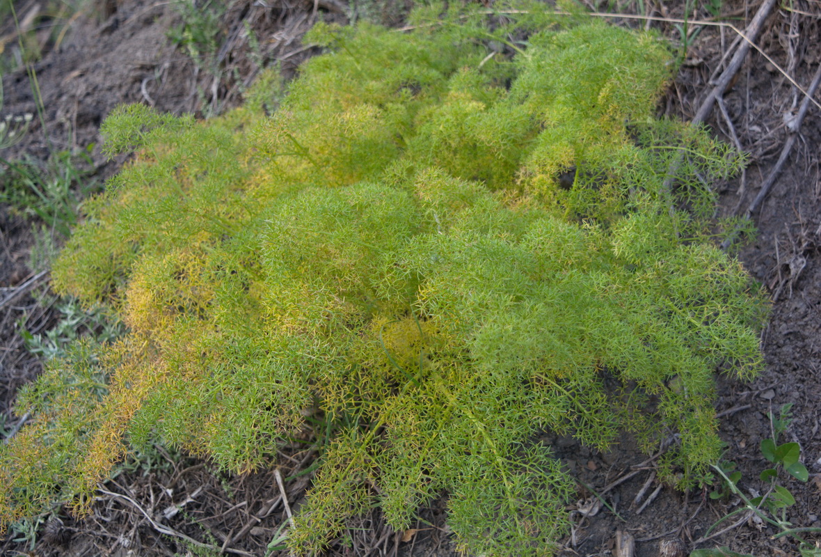 Image of familia Apiaceae specimen.