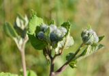 Arctium tomentosum. Верхушка веточки с нераскрывшимися соцветиями. Санкт-Петербург, Фрунзенский р-н, окр. ст. м. «Купчино», луговина близ ж. д. полотна. 23.06.2019.