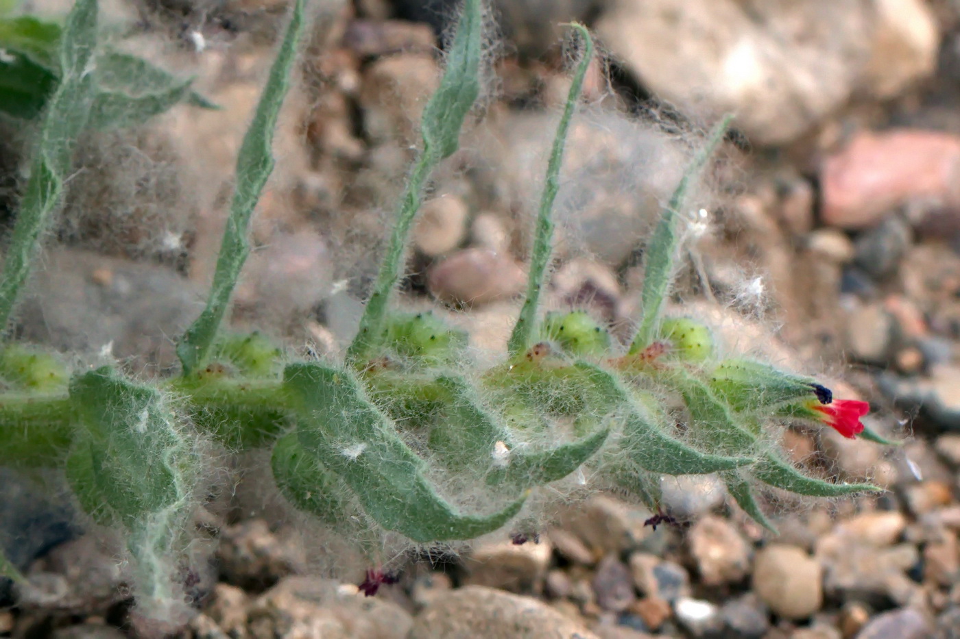 Image of Nonea caspica specimen.