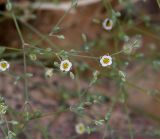 Polycarpaea robbairea. Части веточек с бутонами и цветками. Иордания, мухафаза Акаба, Арава. 15.04.2019.