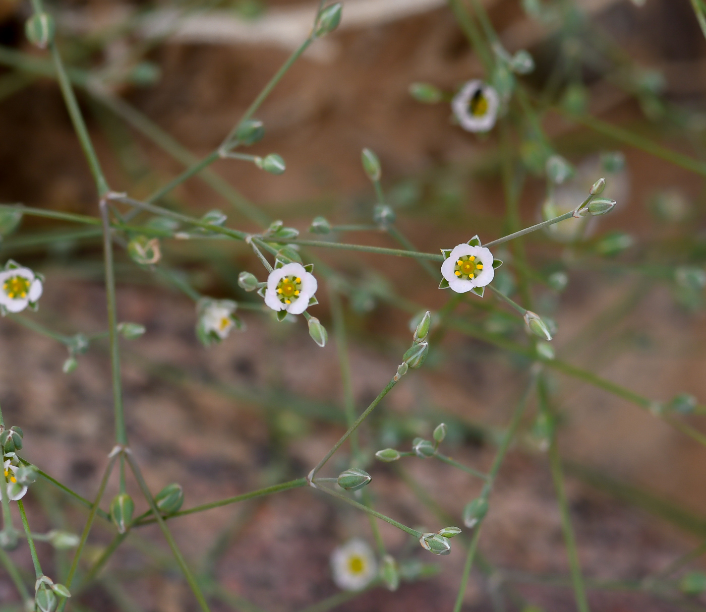 Изображение особи Polycarpaea robbairea.