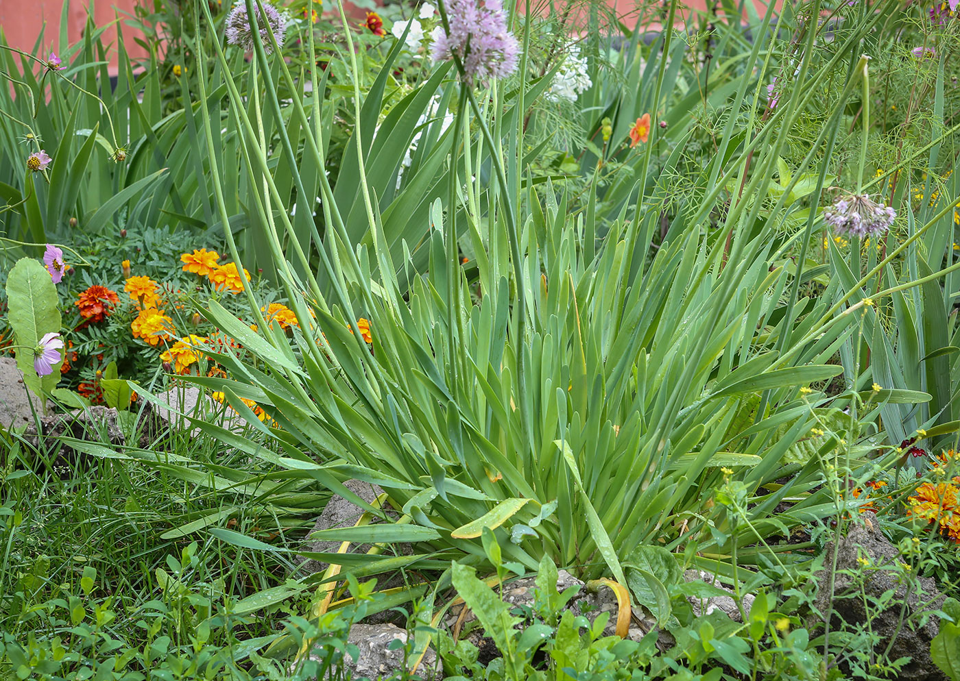 Image of Allium nutans specimen.