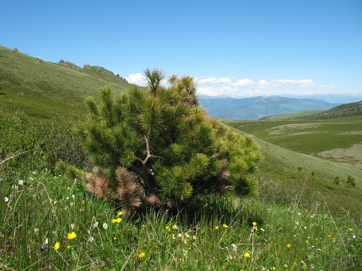 Изображение особи Pinus sibirica.