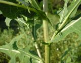 Lactuca serriola