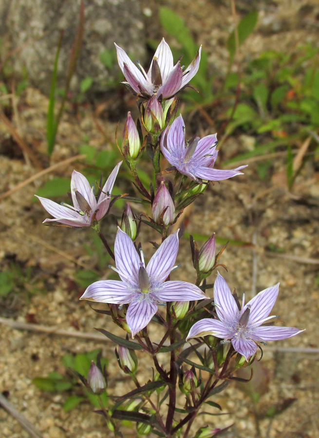 Image of Ophelia diluta specimen.