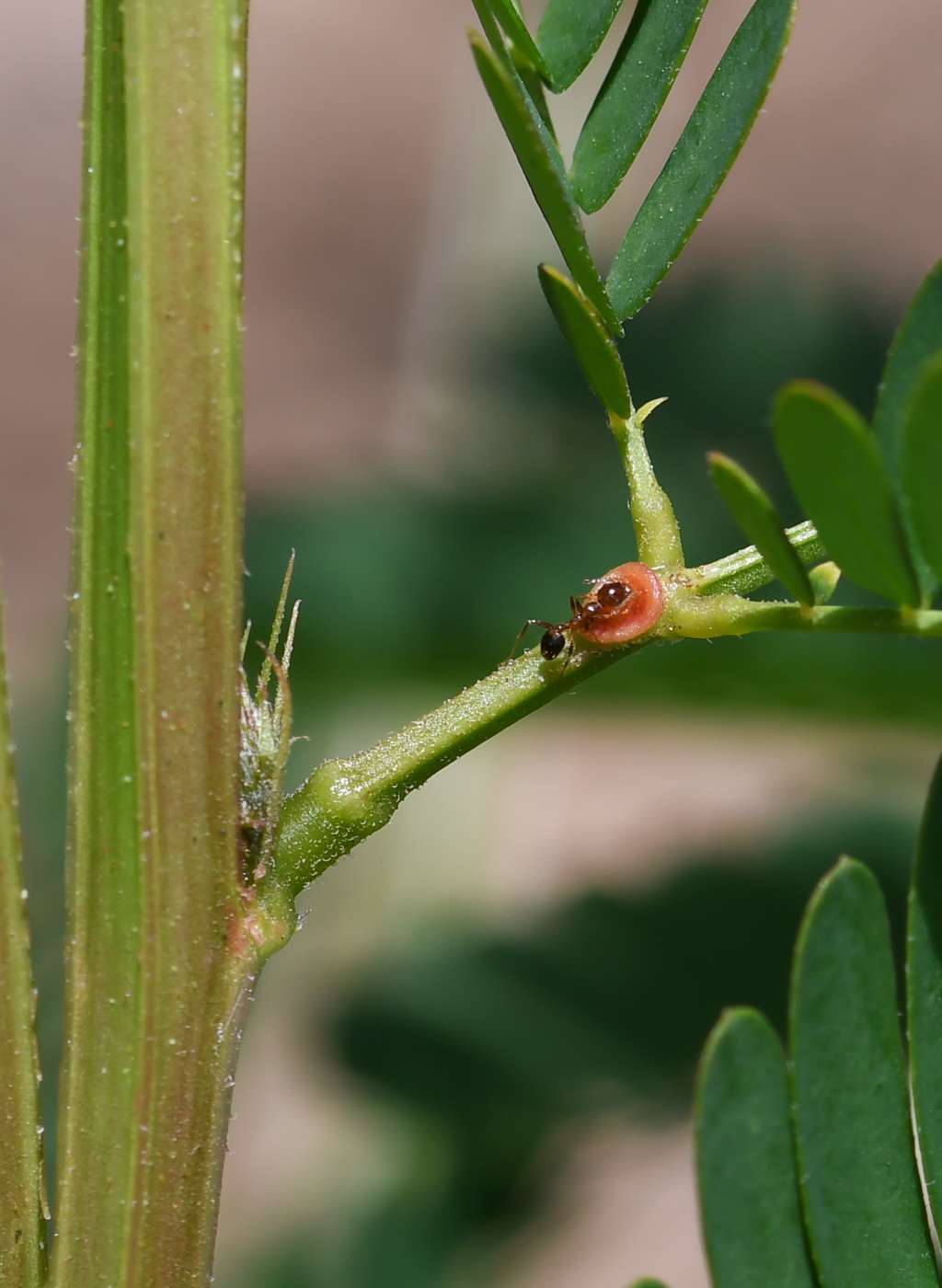 Изображение особи Desmanthus pernambucanus.