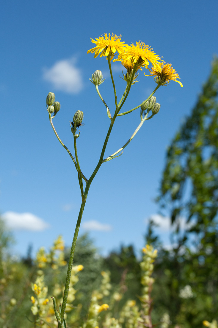 Изображение особи Crepis biennis.