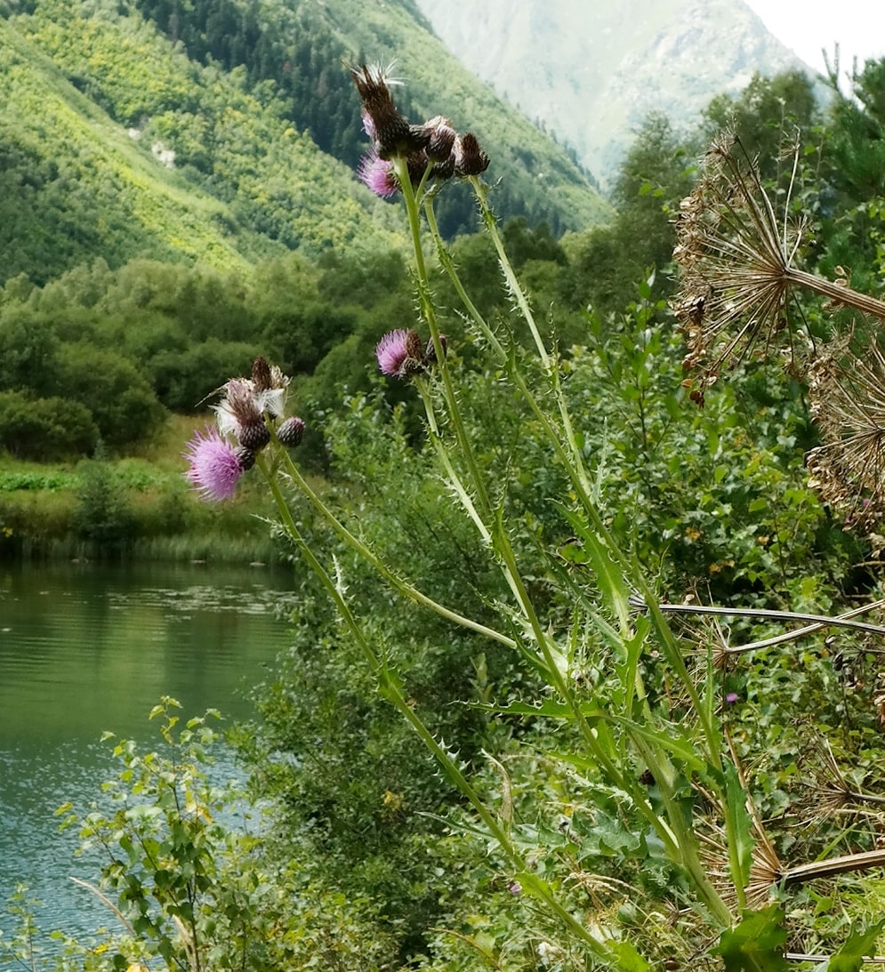 Image of genus Cirsium specimen.