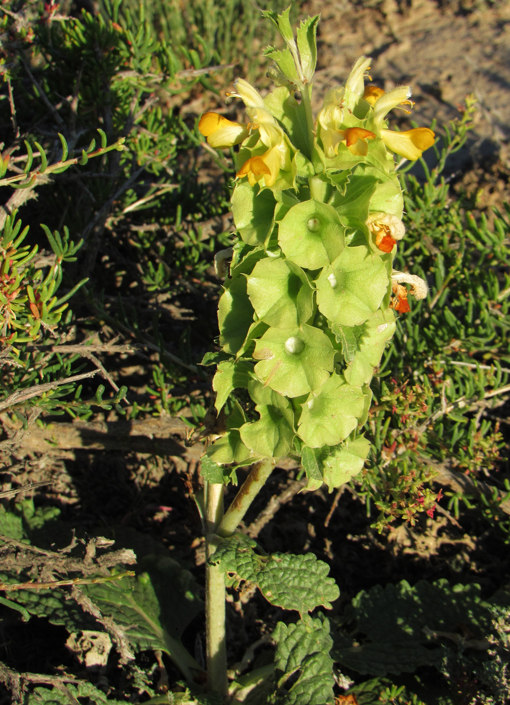 Image of Eremostachys rotata specimen.