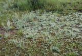 Artemisia frigida. Цветущие растения. Алтай, берег р. Катунь в районе устья р. Чуя. 20.07.2010.
