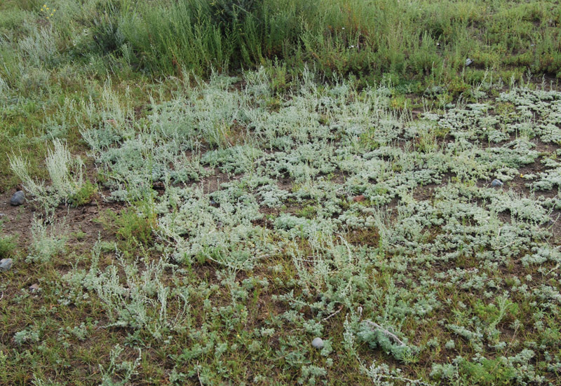 Image of Artemisia frigida specimen.