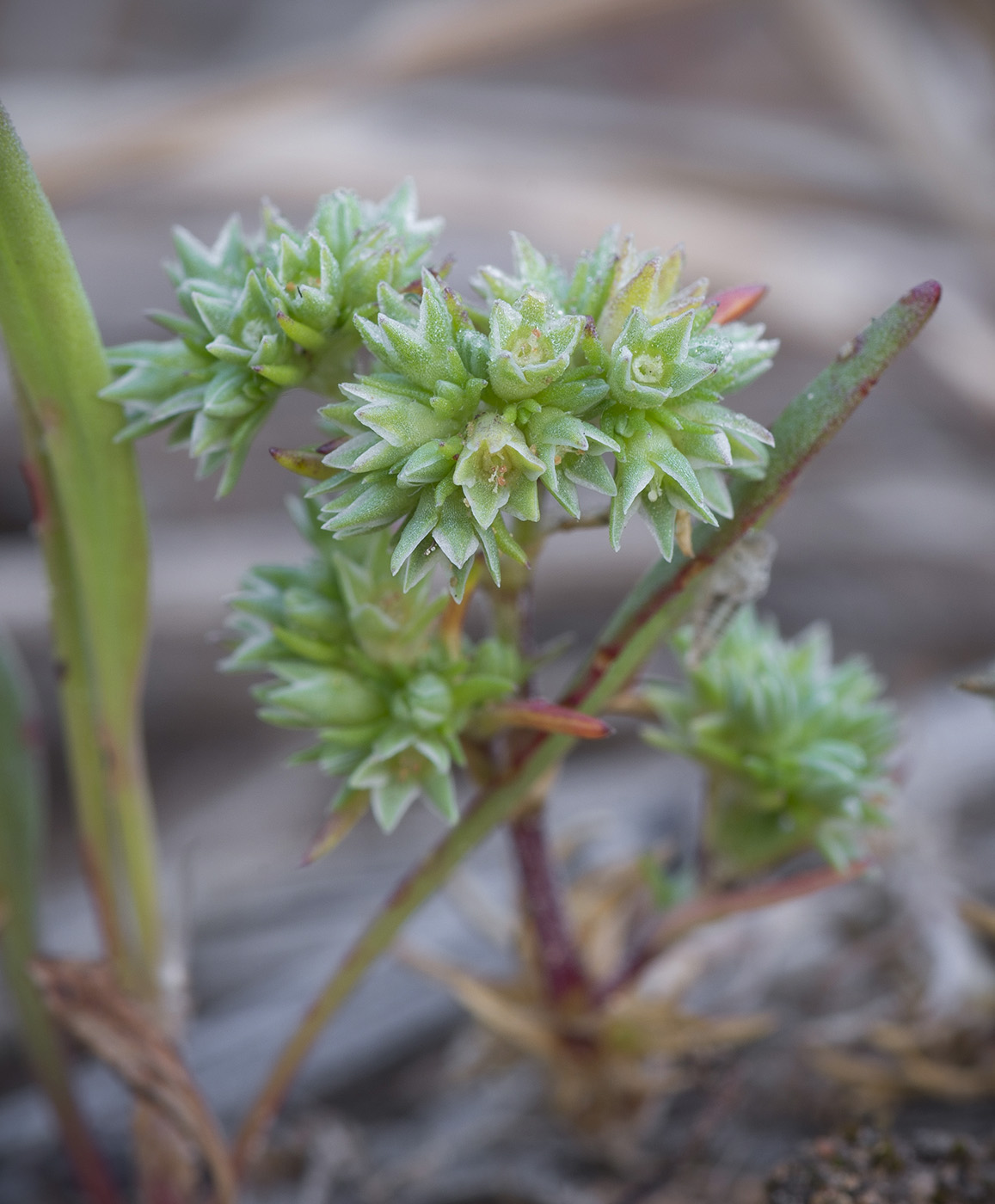 Изображение особи Scleranthus annuus.