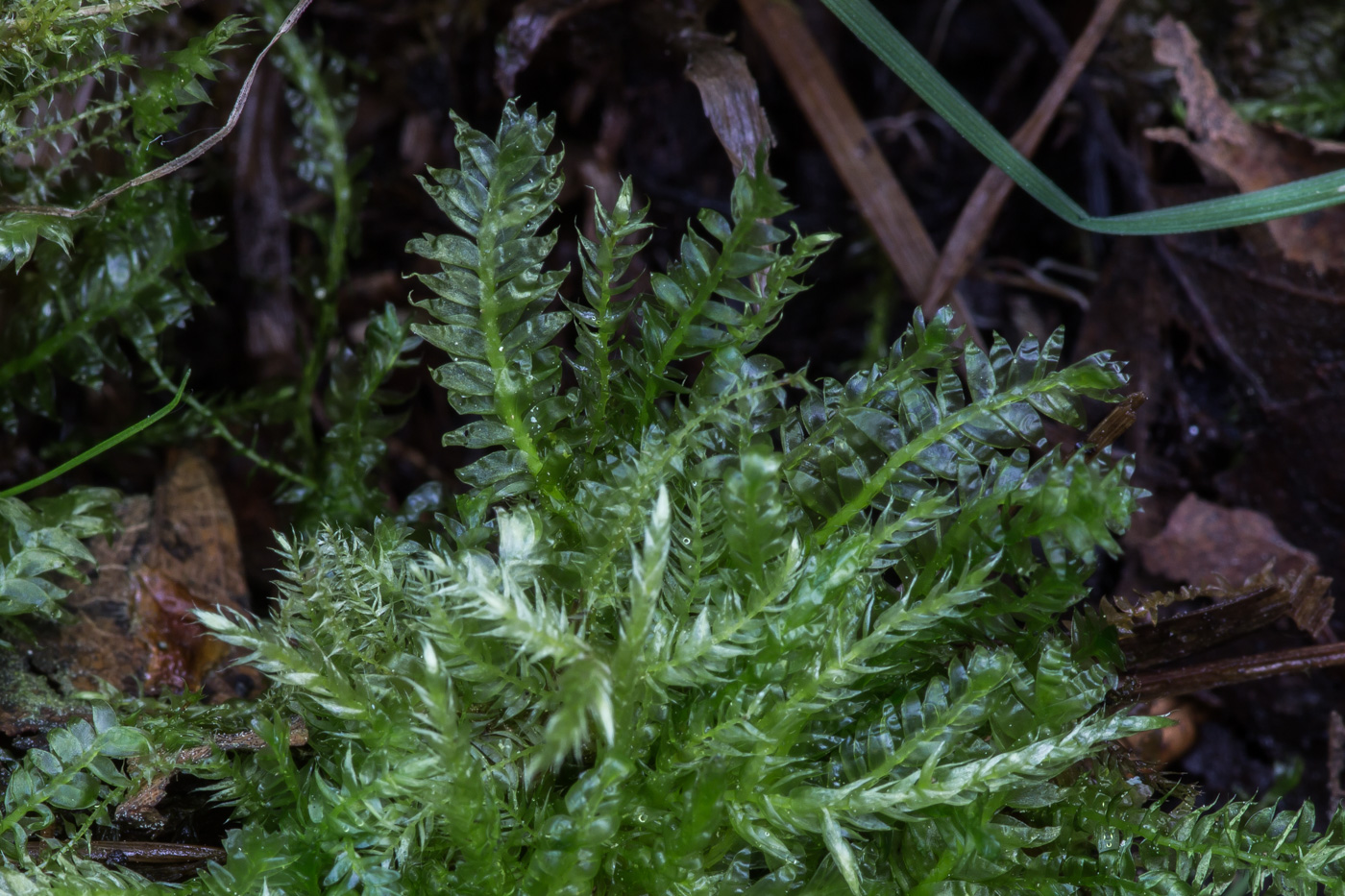 Изображение особи Plagiothecium denticulatum.