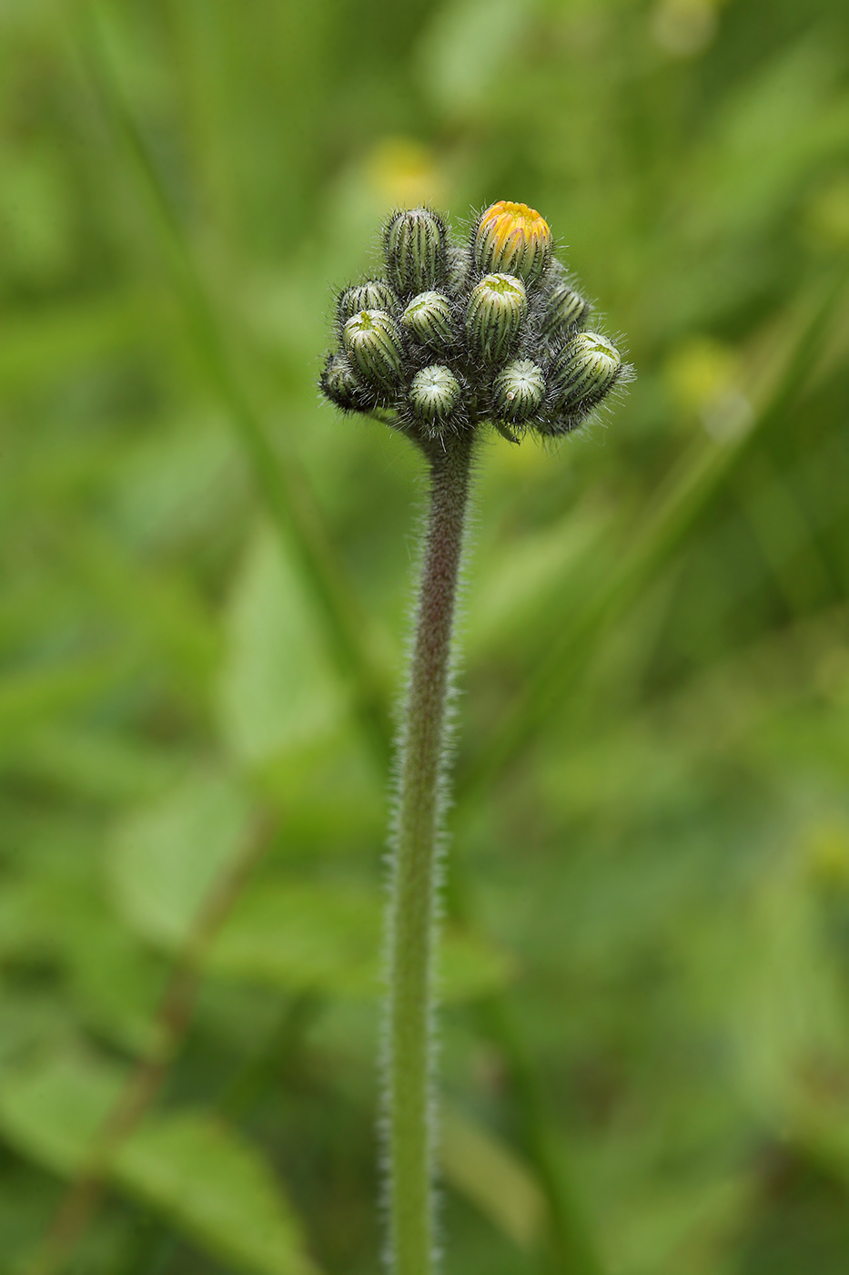 Изображение особи Pilosella caespitosa.