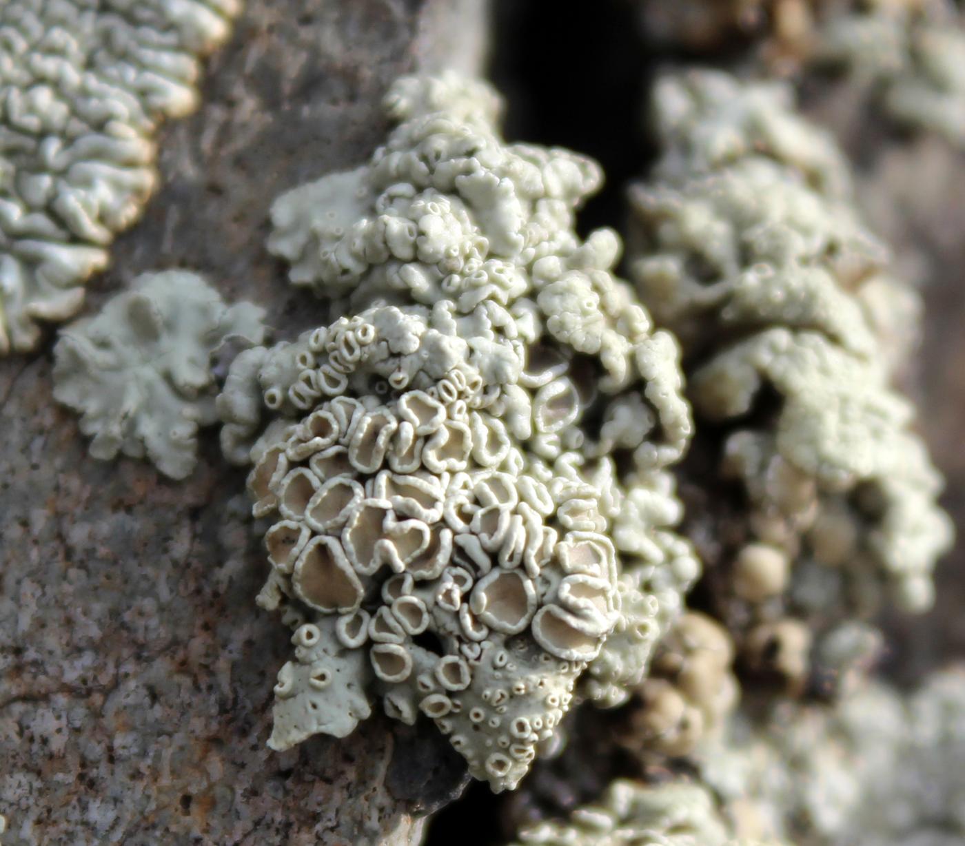 Image of genus Rhizoplaca specimen.
