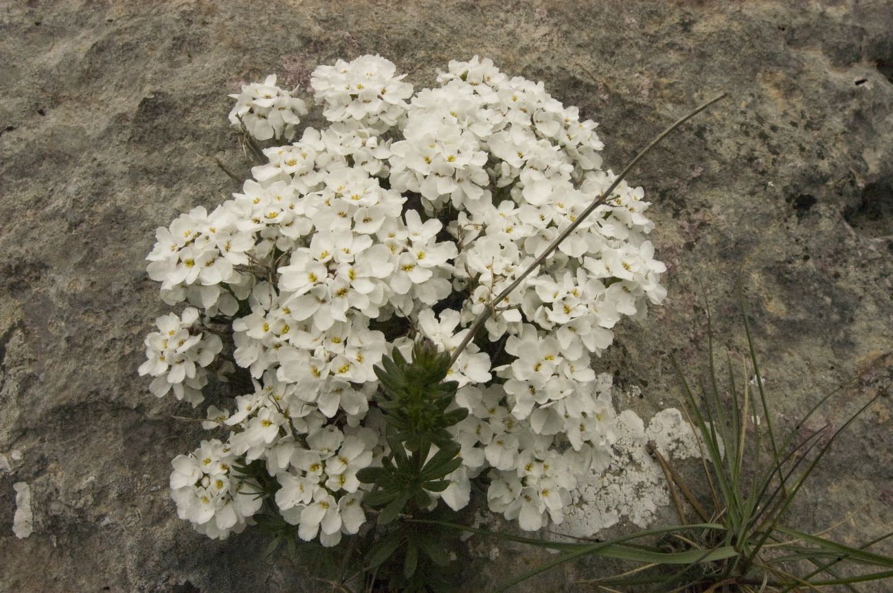 Изображение особи Iberis saxatilis.