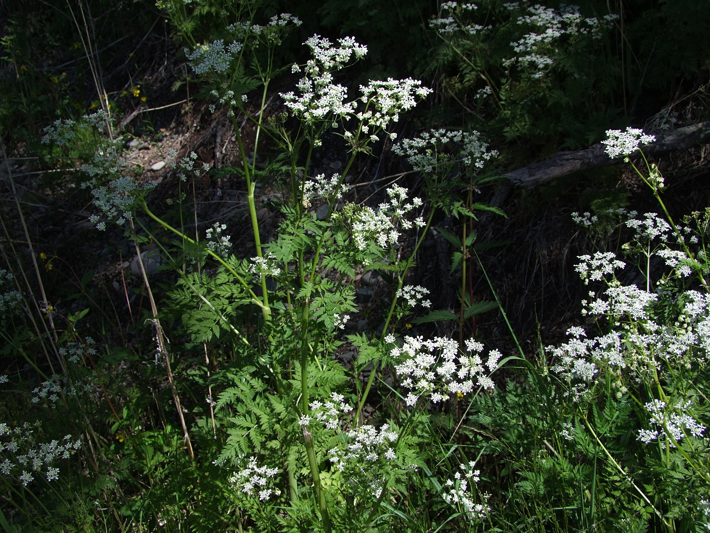 Image of Anthriscus sylvestris specimen.