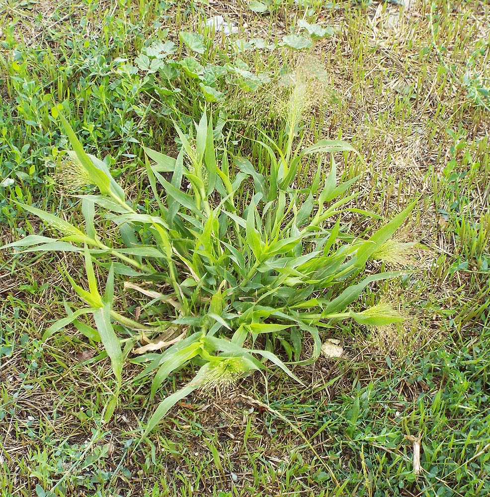 Image of Panicum capillare specimen.