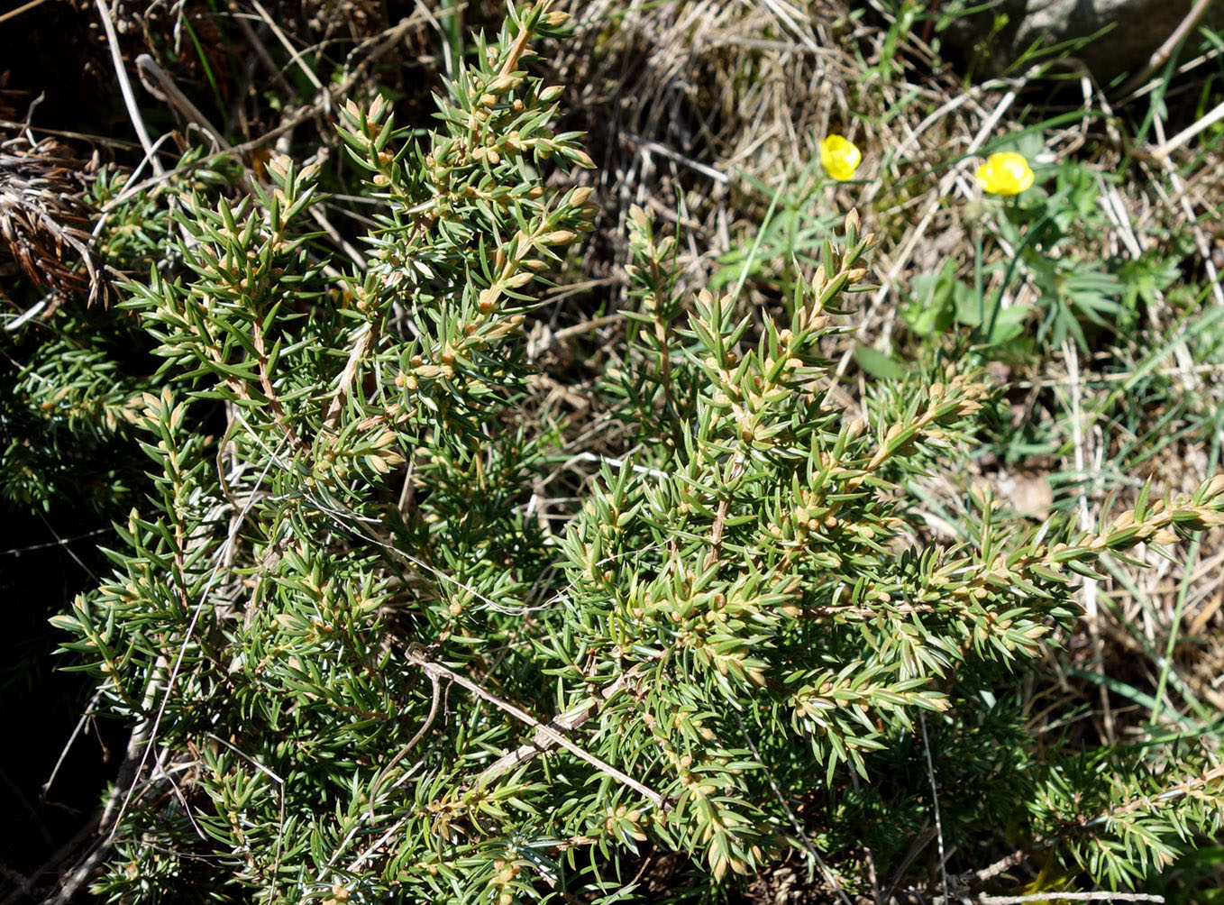 Изображение особи Juniperus sibirica.