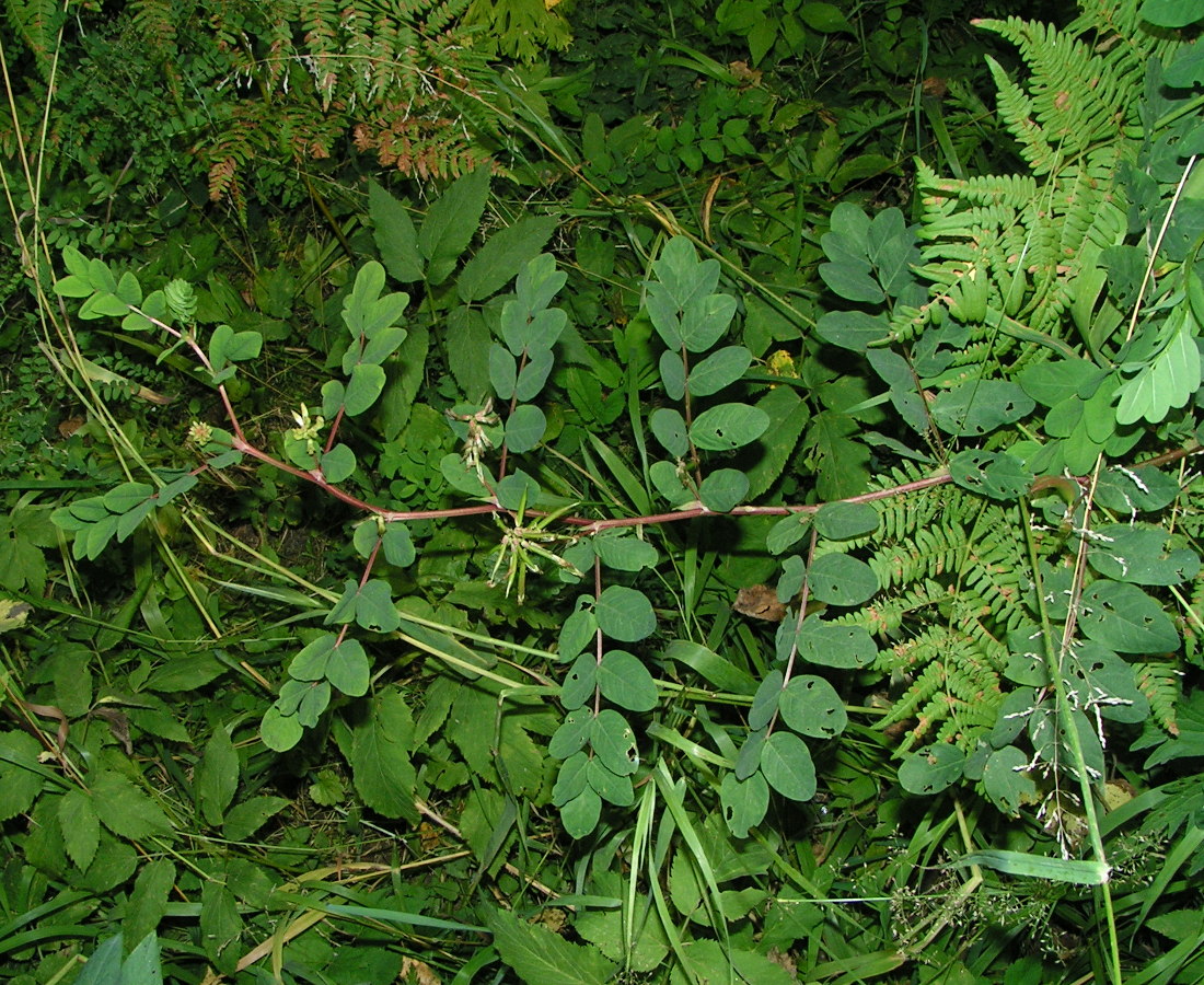 Изображение особи Astragalus glycyphyllos.