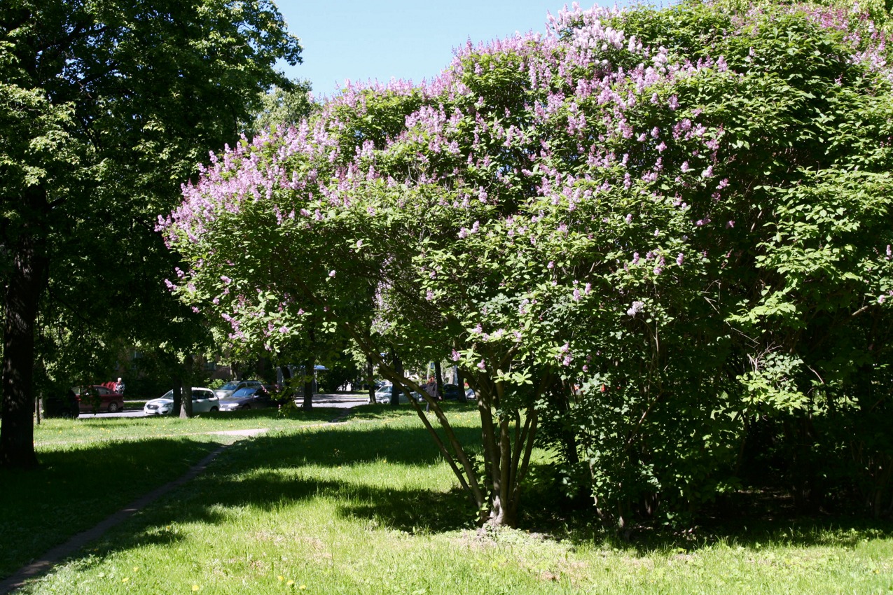 Image of Syringa &times; henryi specimen.