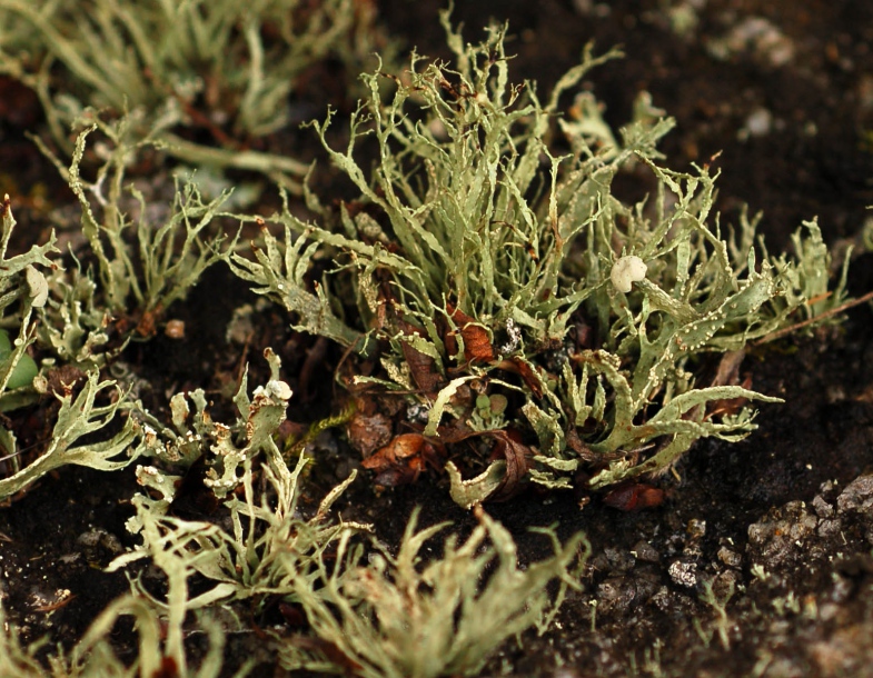 Image of genus Ramalina specimen.