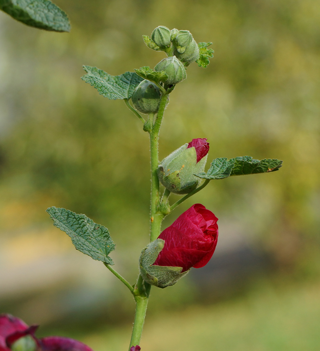 Image of Alcea rosea specimen.