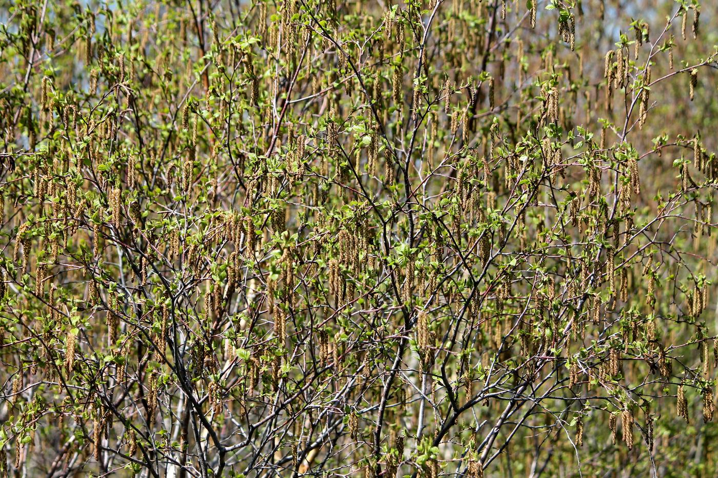 Изображение особи Betula turkestanica.