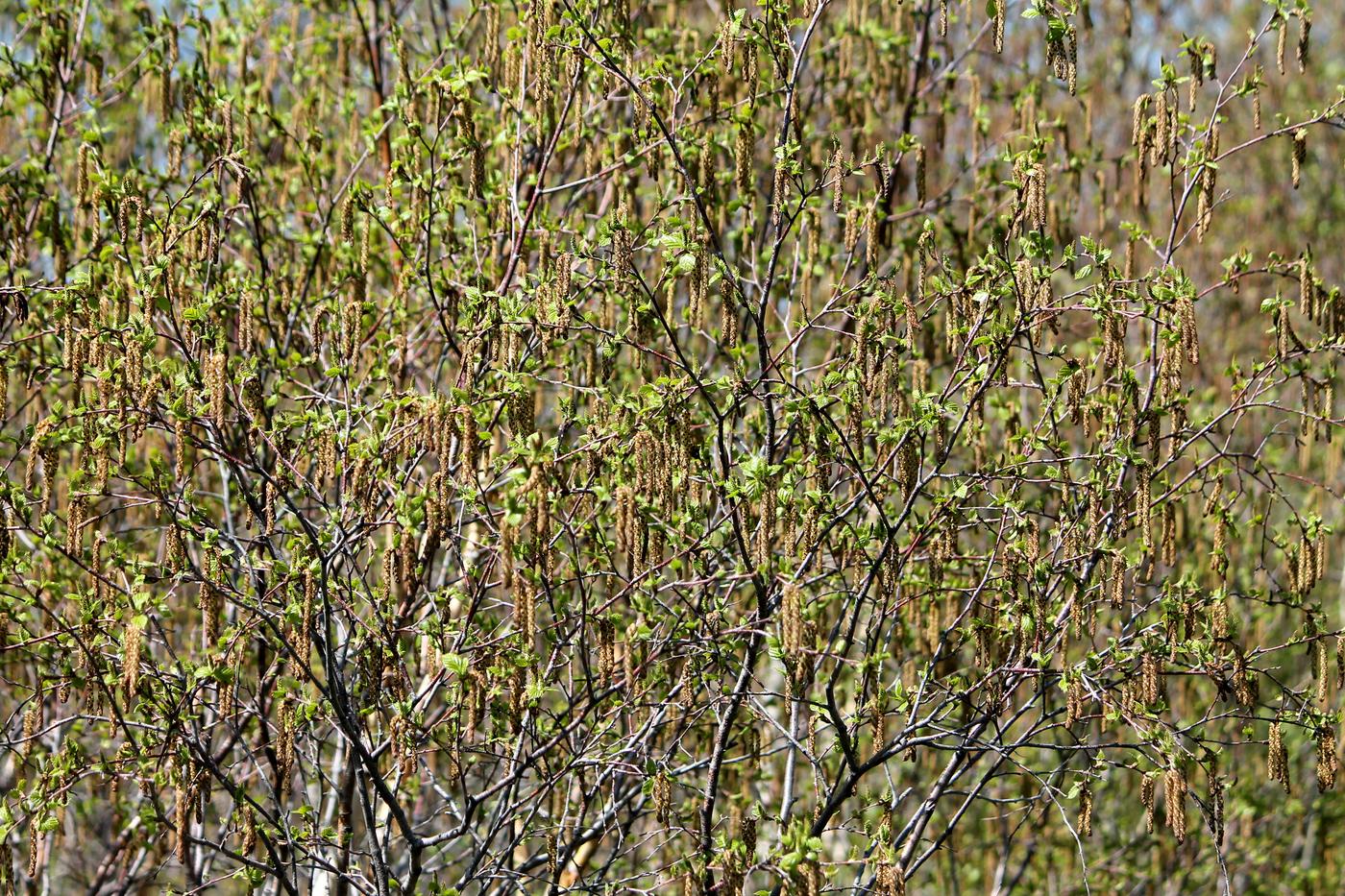 Image of Betula turkestanica specimen.