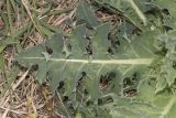 Sonchus asper