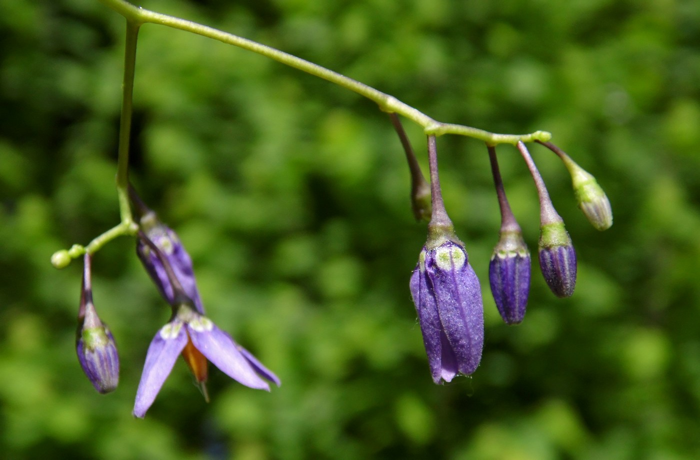 Изображение особи Solanum dulcamara.