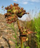 Campanula cervicaria. Верхушка плодоносящего растения. Архангельская обл., Вельский р-н, окр. пос. Усть-Шоноша, у ж. д. 10 июля 2010 г.