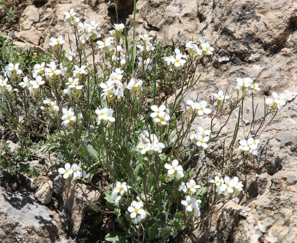 Изображение особи Arabis caucasica.